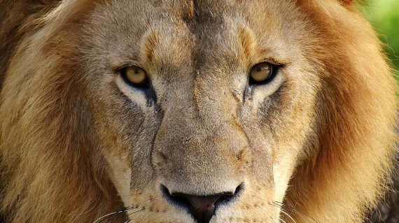 lion-2869753-pixabay