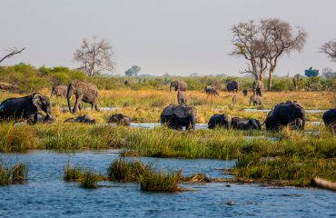 Elephants,From,Caprivi,Strip,-,Bwabwata,,Kwando,,Mudumu,National
