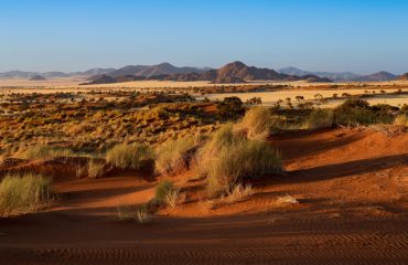 Huge,Sand,Dunes,In,The,Namib,Desert,With,Trees,In