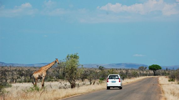 White,Car,On,Safari,Passing,A,Giraffe,Standing,On,The