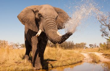 shutterstock_203562334
