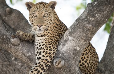 shutterstock_337056455
