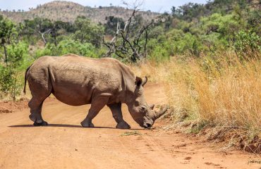 shutterstock_668517883