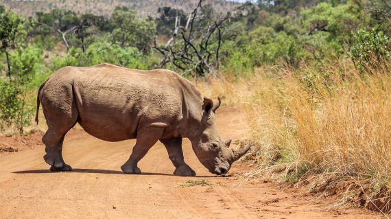 shutterstock_668517883