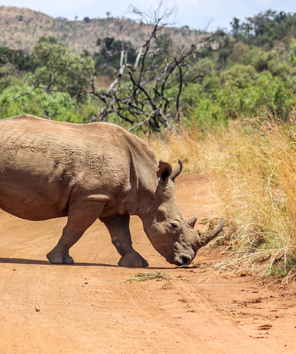 shutterstock_668517883