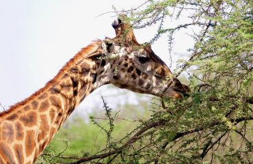 shutterstock_753282853