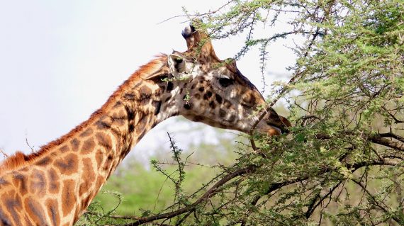 shutterstock_753282853