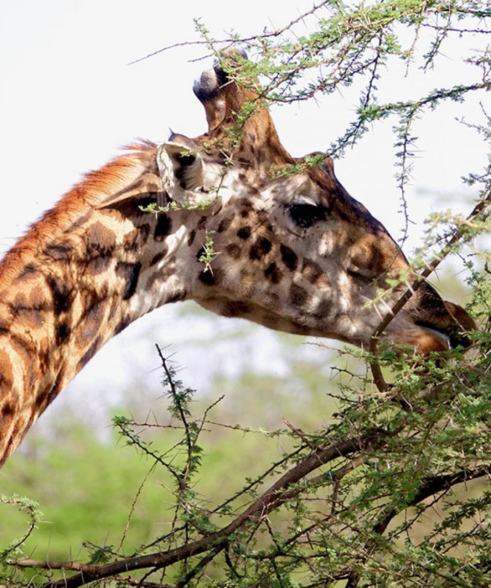 shutterstock_753282853