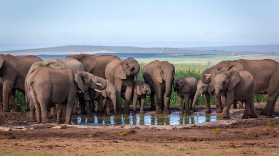Big group of elephants in Addo National Park, South Africa.