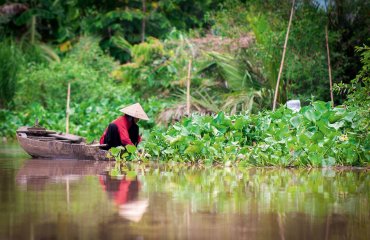 Donna Vietnamita mentre raccoglie ortaggi sul fiume Mekong