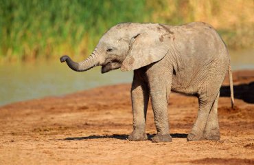 Elefantesjunges - EcoView fotolia