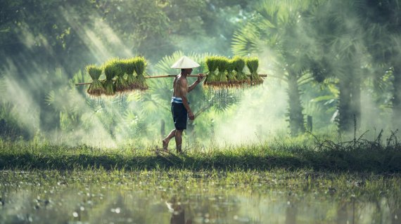 Rice farming, Farmers grow rice in the rainy season. They were s