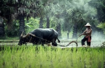 Rice farming with buffalo in thailand