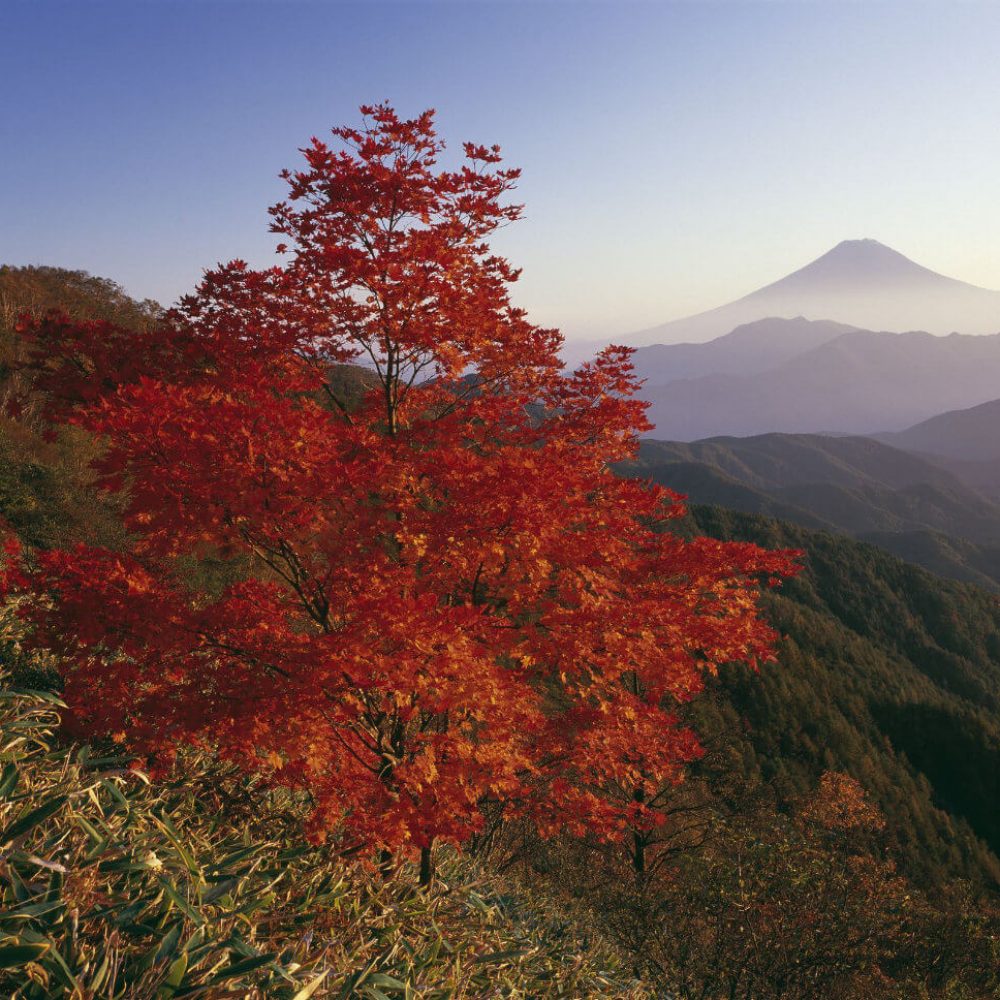 Herbstlaubfärbung Fuji 1