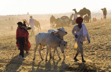 Ind_Rajastan_Pushkar_camel_festival6_Sky