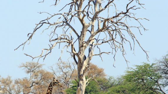 Common Giraffe (Giraffa Camelopardalis) standing next to a bare