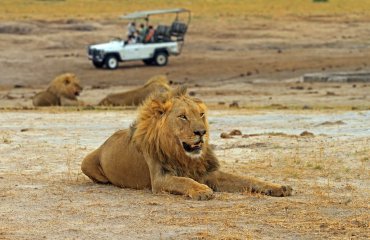 Male Lion  (Leo Panthera) resting on the African plains with a s