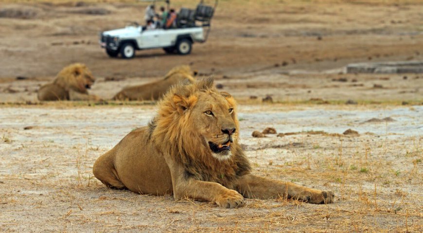 Male Lion  (Leo Panthera) resting on the African plains with a s