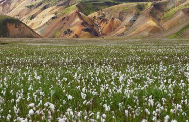 Sommer Landmannalaugar (1)