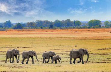 Elefantan im Luangwa NP