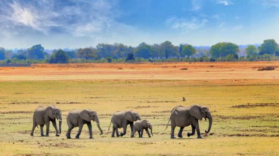 Elefantan im Luangwa NP
