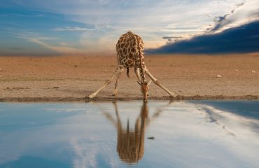 Alone,South,African,Giraffe,,Giraffa,Giraffa,,Drinking,From,Waterhole,Against