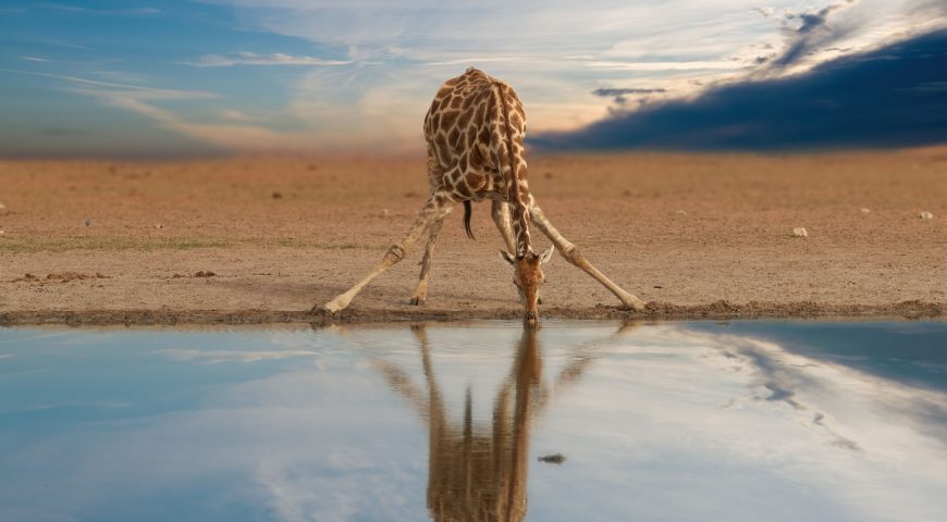 Alone,South,African,Giraffe,,Giraffa,Giraffa,,Drinking,From,Waterhole,Against