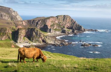 Coastline,Around,Mull,Of,Oa,With,Highland,Cattle,In,Foreground