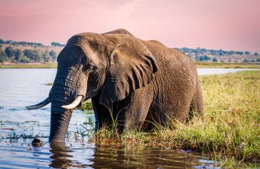 African,Elephant,Bull,Enjoying,The,Fresh,Water,Of,Cuando,River