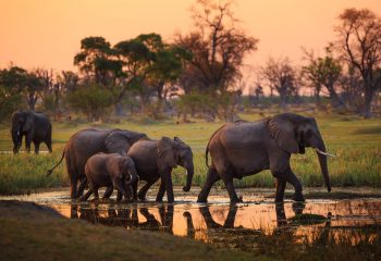 Elephants,In,Moremi,National,Park,-,Botswana
