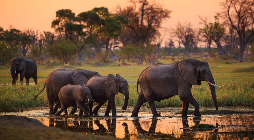 Elephants,In,Moremi,National,Park,-,Botswana