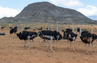 African,Ostriches,At,An,Ostrich,Farm,In,The,Semi,Desert