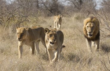 African,Lion,Pride,(panthera,Leo),Walking,Through,Bush,,South,Africa.