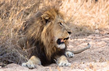 Male,Lion,Lying,Next,To,A,Tree,In,Kruger,National