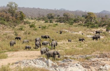 Herd,Of,Elephants,At,Kruger,National,Park