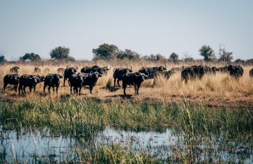 A,Herd,Of,African,Buffalos,(syncerus,Caffer),Standing,In,The