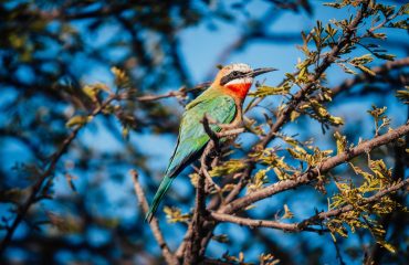 Isolated,White-fronted,Bee-eater,On,A,Branch,At,The,Shore,Line