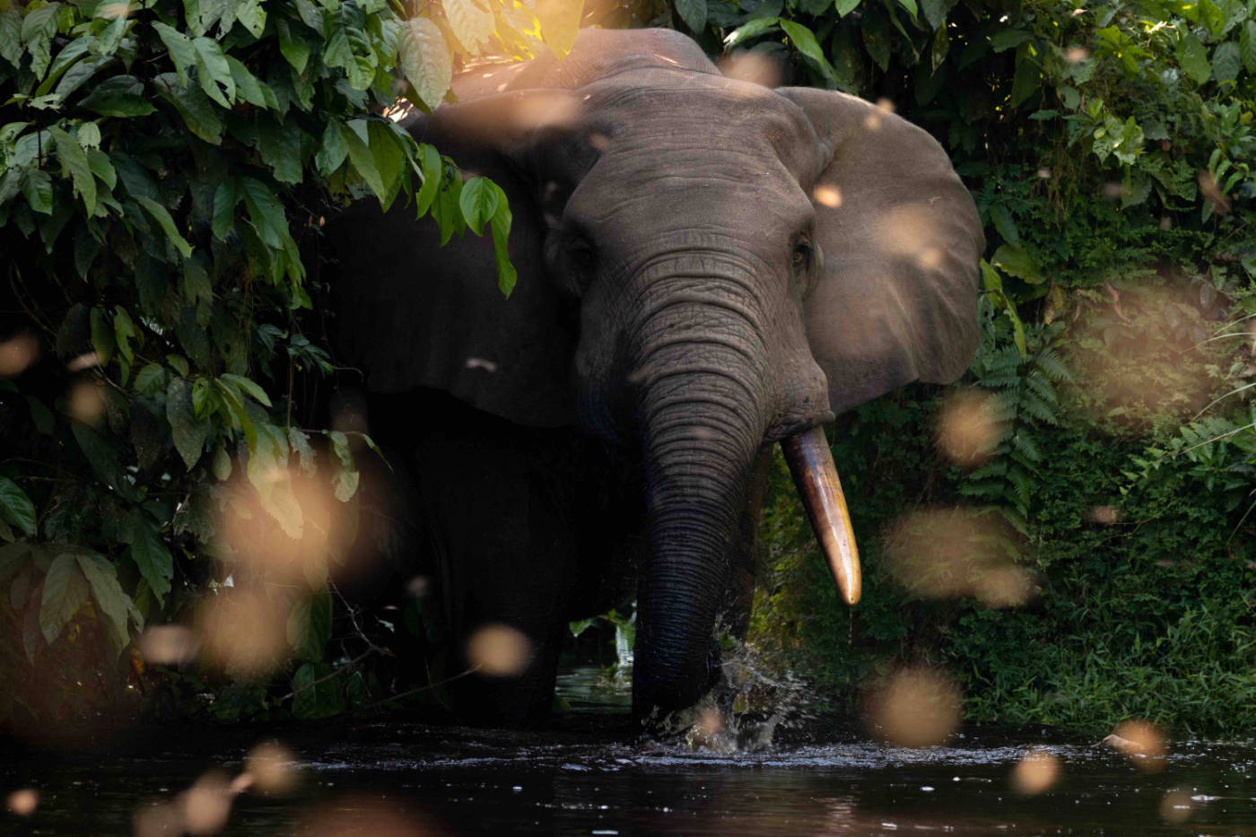 Elefant im Nouabalé-Ndoki-Nationalpark - Credit Guilhem Duvot – WCS