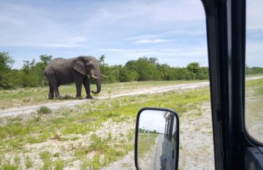 35112820_elephant-in-chobe-national-park