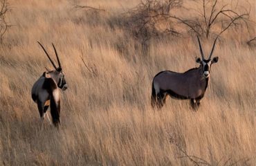 4497357d-48e1-4791-aa6d-add88b62569f