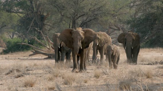 Elofanten Wüstenelofanten2 Fotolia
