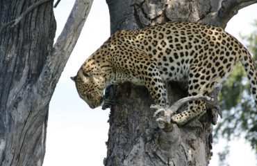 african-wilderness-I69x4Izhg-4-unsplash