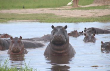 african-wilderness-VwiBd8NRGhI-unsplash