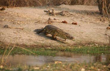 african-wilderness-e4Dvd6Mro5M-unsplash