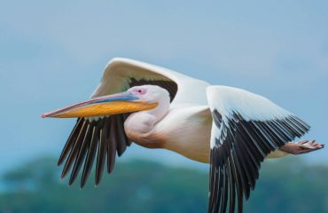 alex-ning-lBV4pZOOUO0-unsplash