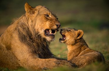 shutterstock_1995197774