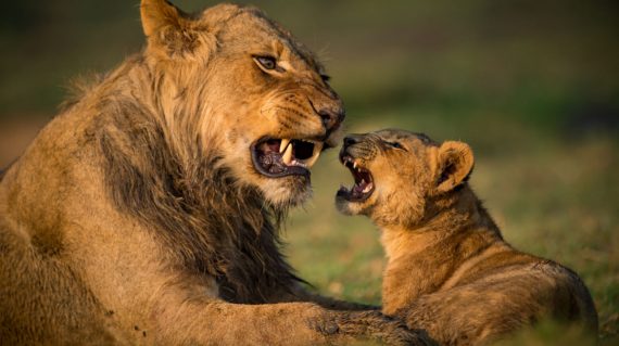 shutterstock_1995197774