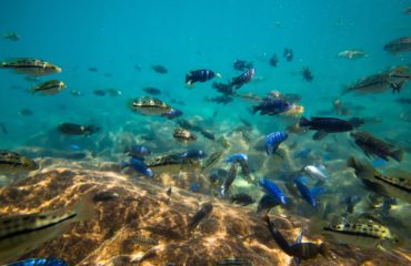 shutterstock_625062830