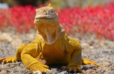 Landleguan Insel Plaza Sur