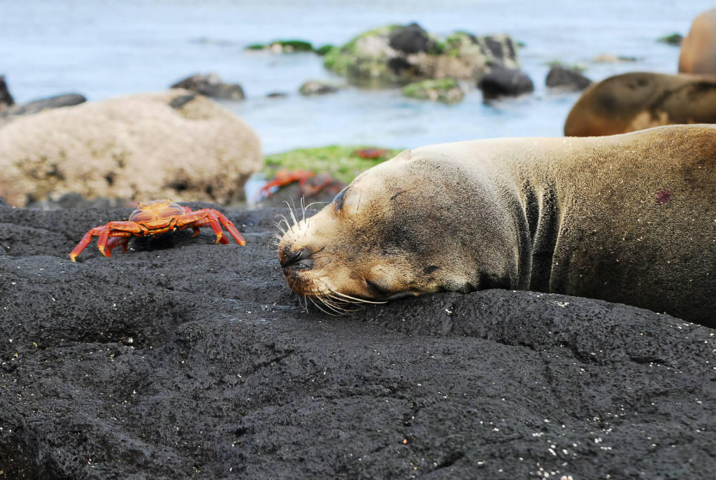 Galapagos: Ein Reiseziel wie kein anderes